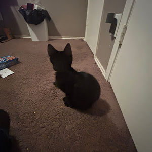 Meet your Posher, Aniya